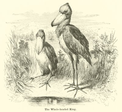 Der Wal-König von English School