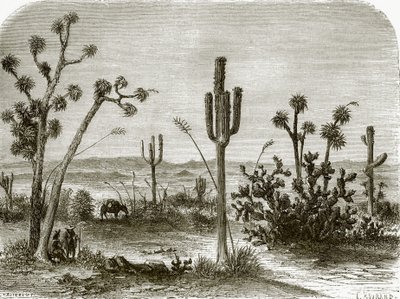 Der Riesenkaktus von English School