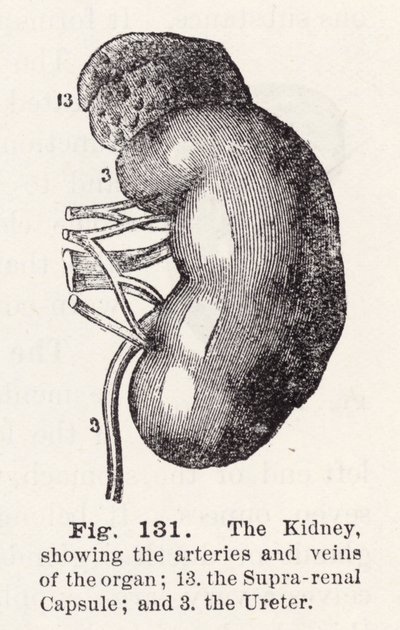Die Niere, zeigt die Arterien und Venen des Organs (Stich) von English School