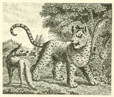Der Leopard und der Fuchs von English School