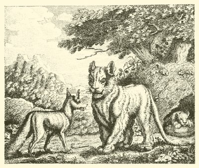Die Löwin und der Fuchs (Gravur) von English School