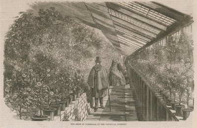 Die Kamelienausstellung in der Vauxhall-Gärtnerei von English School