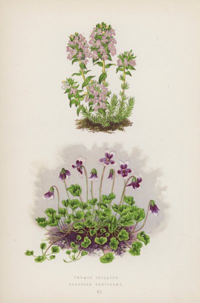 Thymus Striatus; Erpetion Reniforme von English School
