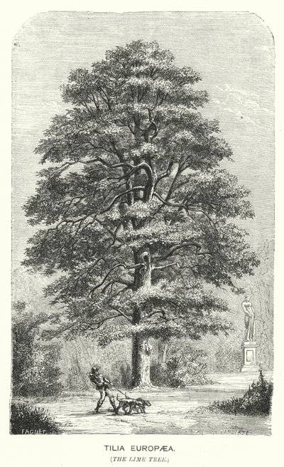 Tilia Europaea, die Linde (Gravur) von English School