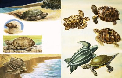Schildkröten von English School
