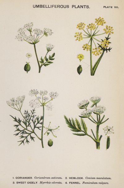Doldenblütler von English School