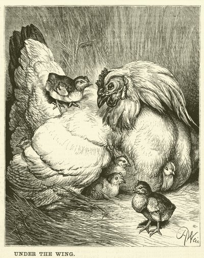 Unter dem Flügel von English School