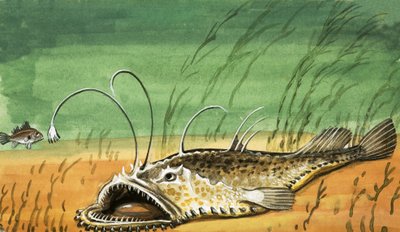 Unidentifizierte Fische von English School
