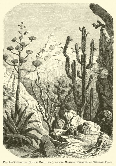 Vegetation (Aloen, Kakteen usw.) der mexikanischen Hochländer oder Tierras Frias von English School