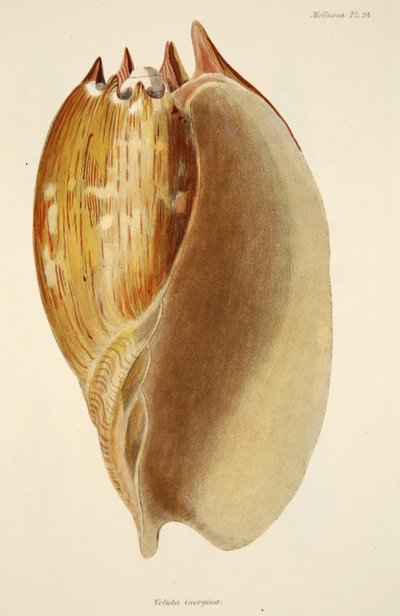 Veluta Georgina, aus Die Mollusken und Radiata, veröffentlicht 1833 von English School