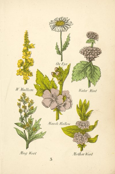W Mullien, Ochsenauge, Wasserminze, Eibisch, Beifuß, Mutterkraut (Farblithografie) von English School