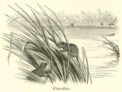 Wasserratten von English School