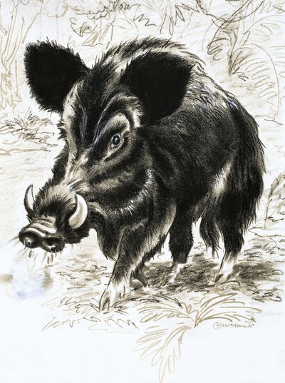 Wildschwein von English School