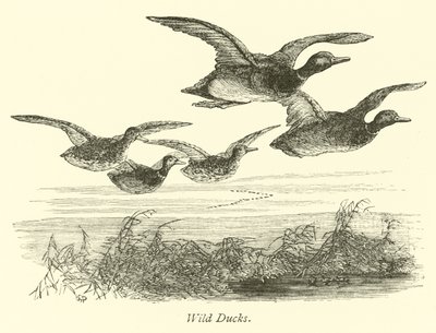 Wildenten von English School