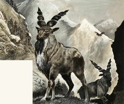 Wildtiere in Gefahr: Ist es zu spät? von English School