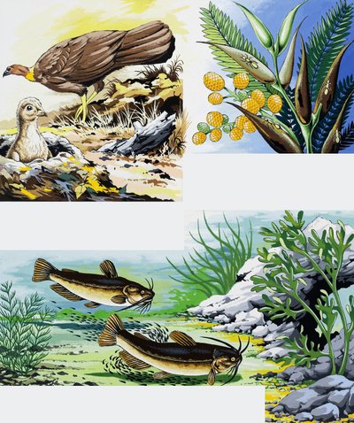 Montage von Wildtieren von English School