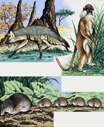 Montage von Wildtieren von English School