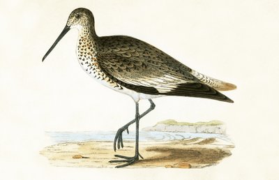 Willet, Illustration aus 