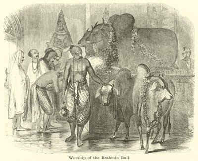 Verehrung des Brahmanenbullen von English School