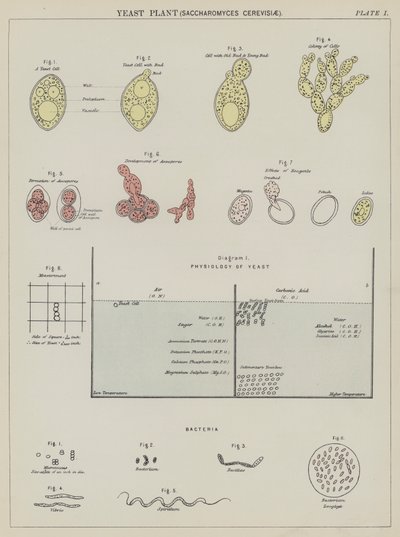 Hefepilz, Saccharomyces Cerevisiae von English School