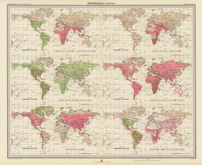 Zoogeographie: Säugetiere, Raubtiere (Farblithografie) von English School