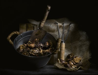 Gesammelte Pilze und Werkzeuge von Enrico Sottocorna
