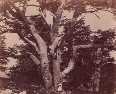 Mt. Liban. Stamm einer der Zedern Salomons, 1850-53 von Ernest Benecke