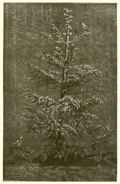 Die Tanne und die Brombeere von Ernest Henry Griset