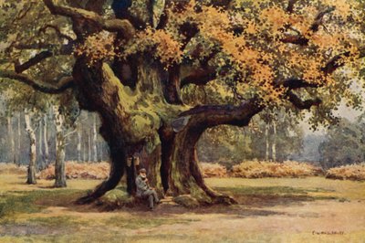 Die Major-Eiche, Thoresby Park von Ernest William Haslehust