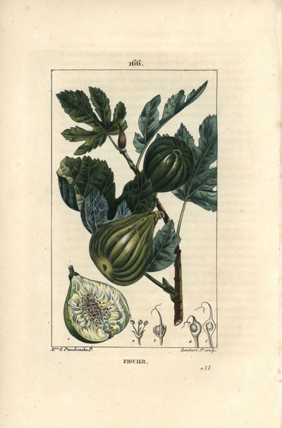 Botanische Tafel: Feigenbaumzweig mit Feigen von Ernestine Panckoucke