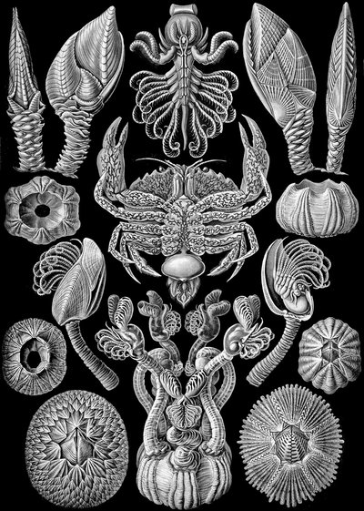 Illustration von Cirripedia aus "Kunstformen der Natur" 1904 von Ernst (after) Haeckel