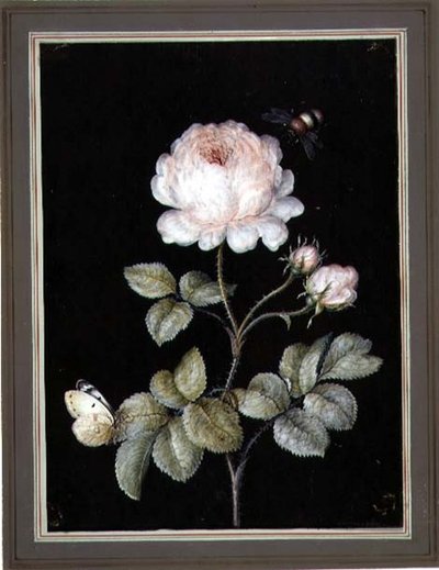 Rose mit Hummel und Schmetterling von Ernst Friedrich Carl Lang