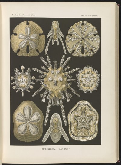 Echinidea: Seeigel und Sanddollars von Ernst Haeckel