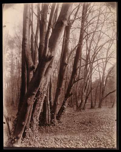 Der Park von Saint-Cloud von Eugène Atget