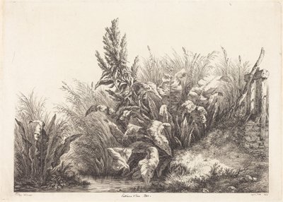 Geduld-Dock, Studie von Eugene Bléry