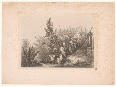 Wasserampfer und Schilf am Ufer (Études dessinées et Gravées D