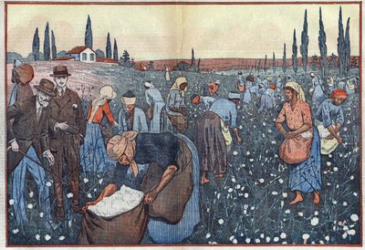 Die Baumwollernte in der Nähe von Orleanville im Chelif-Tal, Algerien. Illustration von Damblans. In „Le Pelerin“ vom 23. Februar von Eugene Damblans