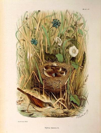 Illustration aus Eugenio Bettonis "Natural History of Birds that Nest in Lombardy" (Whitethroat) von Eugenio Bettoni, Oscar Dressler