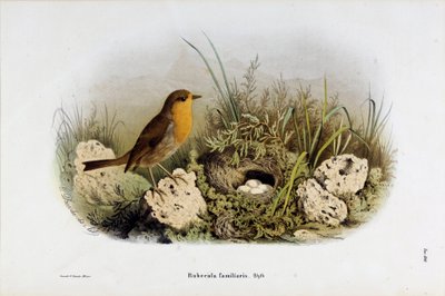 Darstellung des Rotkehlchens (Rubecula familiaris) von Eugenio and Dressler Oscar  Bettoni