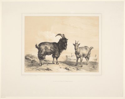 Zwei Ziegen Diverse Tiere Études d