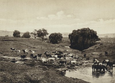 Australien, Vieh, Queensland von European Photographer