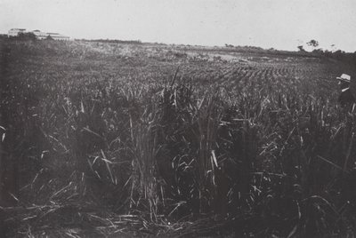 Brasilien: Ein Reisfeld, San Paolo von European Photographer