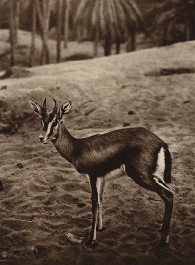 Gazelle am Rand der Nefta-Oase von European Photographer