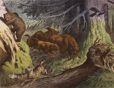 Ein russischer Wald, zeigt den Bären, den russischen Bison und den Wolf von European School