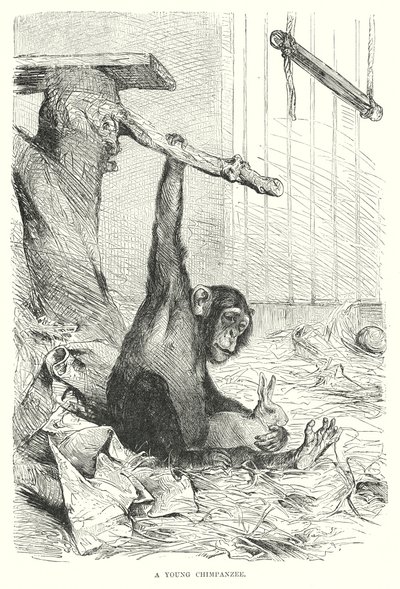 Ein junger Schimpanse von European School