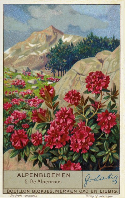 Alpenrose (Rhododendron ferrugineum) (Chromolithografie) von European School