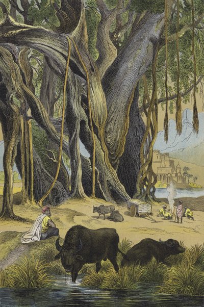 Tiere und Pflanzen von Indien von European School