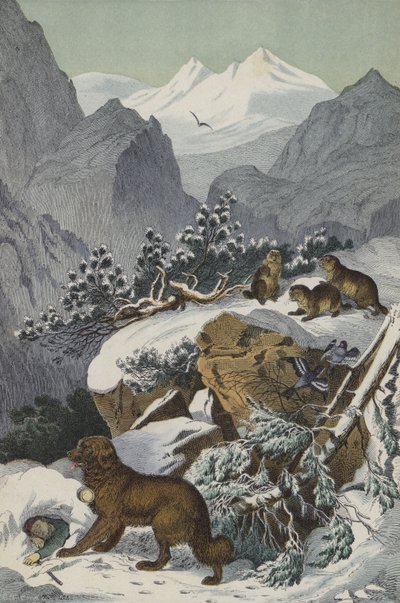 Tiere und Pflanzen der Alpen von European School