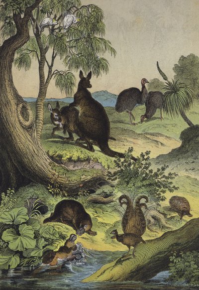 Tiere und Pflanzen des australischen Binnenlands von European School