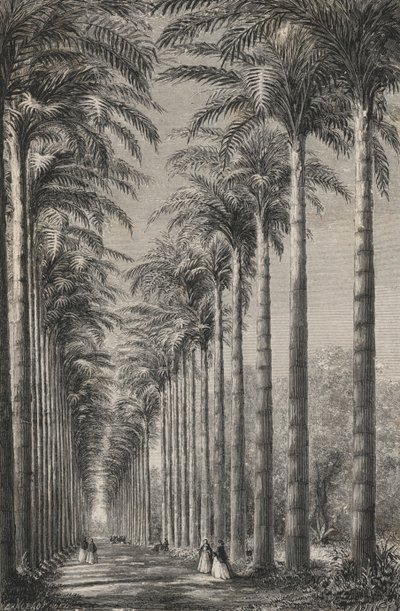 Avenue De Palmiers Dans Le Jardin Botanique De Rio-De-Janeiro von European School